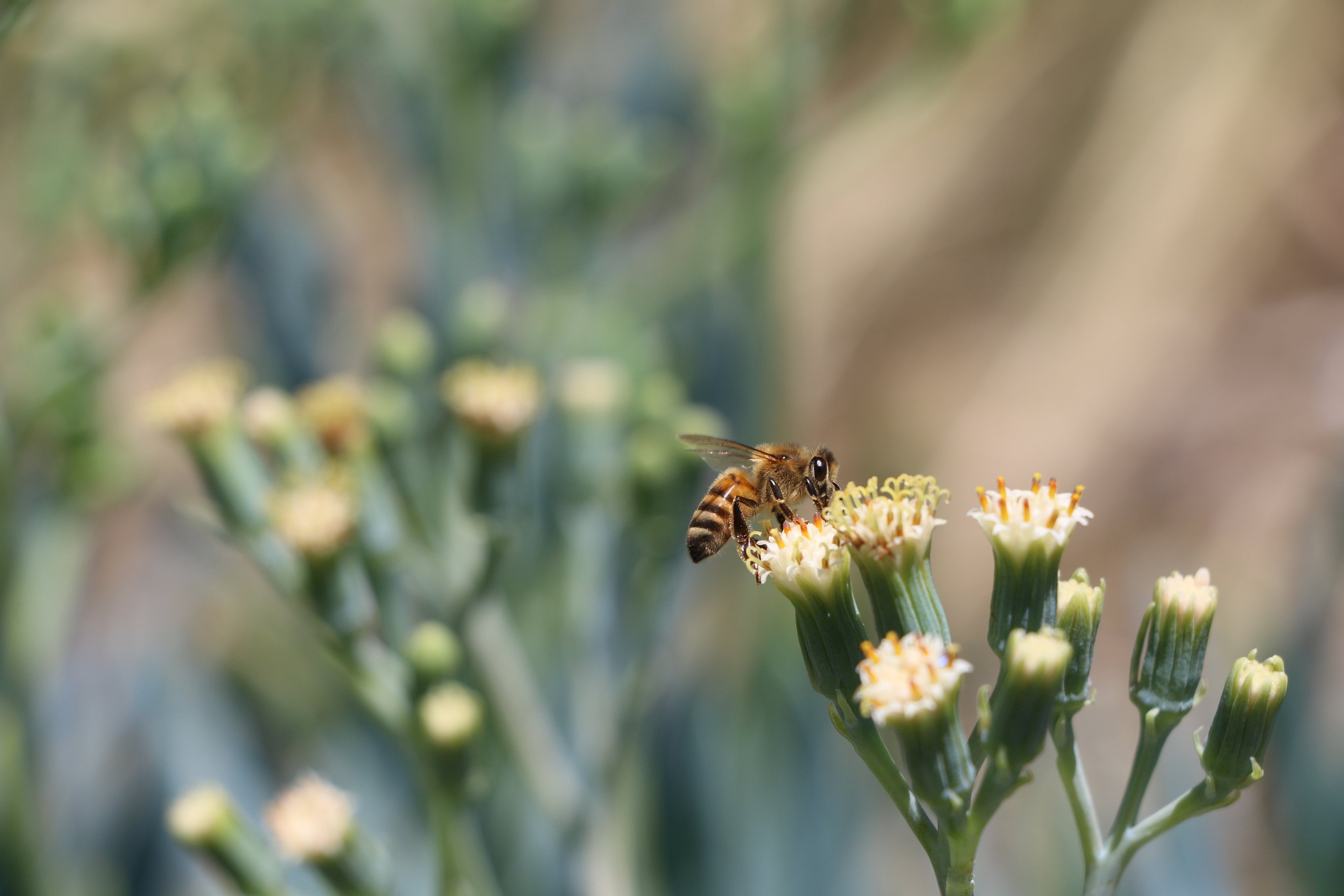 Bee collecting nectar from flowers